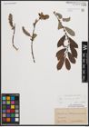 Foto von Salix cinerea L.